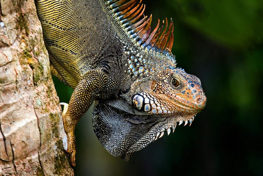 Leguaan Iguana Costa Rica